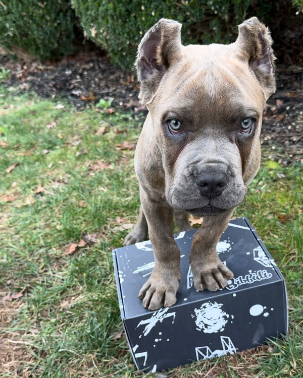Galactic Paws: Star Wars Themed Dog Box
